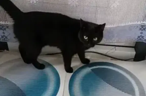 Пропала кошка на ул. Ленина, Красноярск