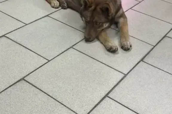 Объявления о пропавших и найденных животных, Ростовская область, фото: Хаски найдена в Гуково, Ростовская область