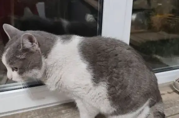 Найдена кошка, Челябинск, фото: Кот найден: Набережная ул., 1, Челябинск