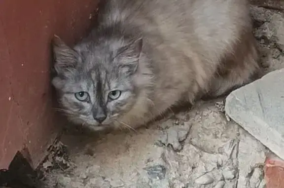 Найдена кошка, Астрахань, фото: Кошка найдена на Татищева, 18Б, Астрахань