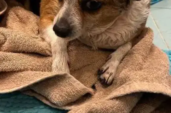 Найденные животные Новосибирск, фото: Собака найдена: Линейная ул. 43, Новосибирск