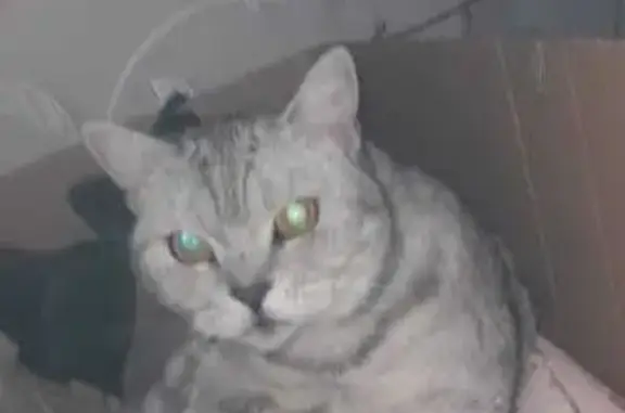 Пропала кошка Буся, Сарапул, Удмуртия