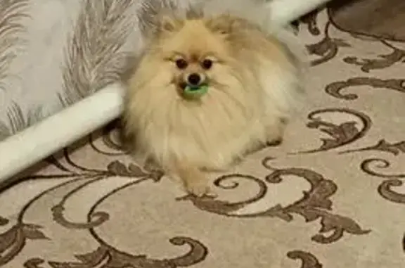 Собаки потеряшки, Орловская область, фото: Потеряшка собака в Альшани, Орловская обл.