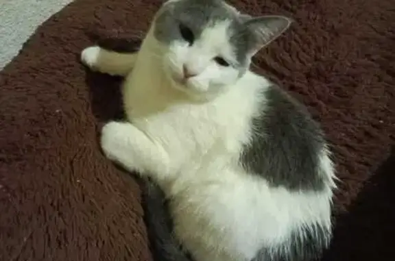 Пропала кошка, ул. Похилько 31, Будённовск