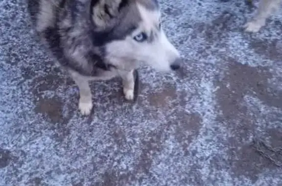 Найдена собака, Солонцовский сельсовет, фото: Найдена хаски, Красноярск, Красноярский край