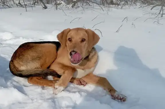Пропала собака, Интернациональная 22, Тамбов