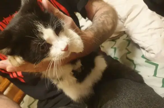 Найдена кошка, Владимир, фото: Котенок найден: Суздальский пр., 26, Владимир