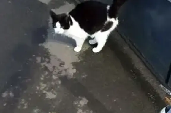 Найдена кошка, Стрельна, фото: Кошка найдена у Магнита, СПб шоссе, 84