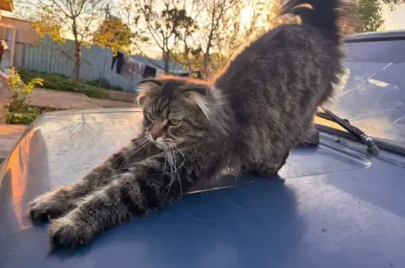 Пропала кошка, Лесная ул. 27, Карцово