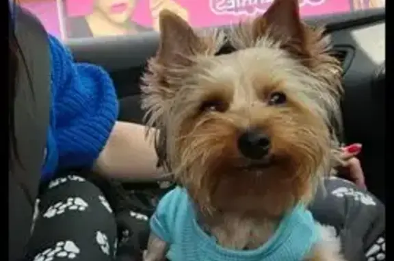 Собаки потеряшки, Сальск, фото: Потеряшка собака, ул. Рыбальченко, Сальск