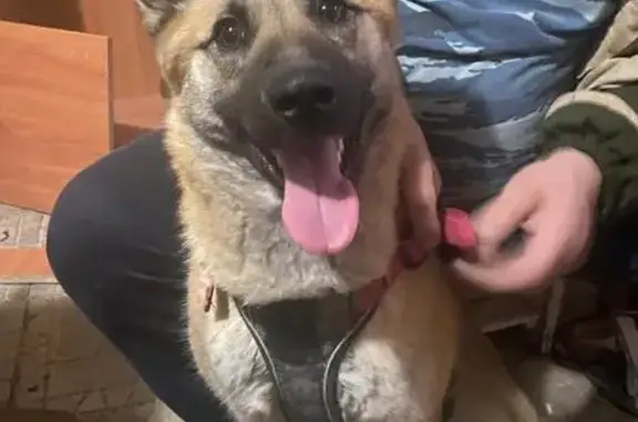 Собаки потеряшки, , фото: Потеряшка собака, район Горбуны, Головино