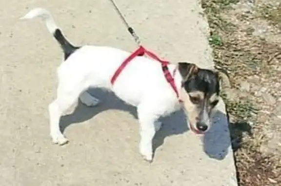 Собаки потеряшки, Елизаветинская, фото: Потеряшка собака, Яблоневая ул. 239