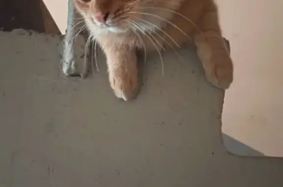 Котик найден: Казань, Татарстан