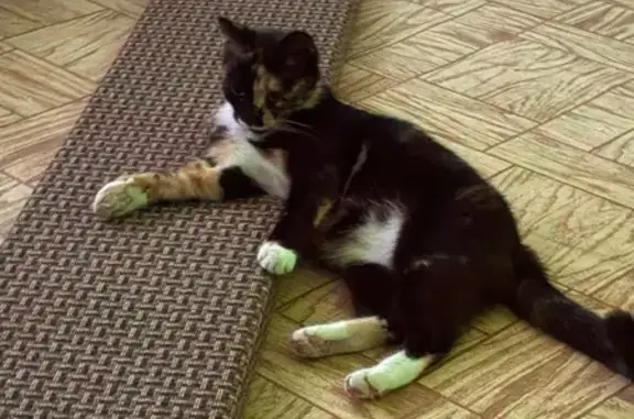 Пропала кошка, Пристанская 10, Майна