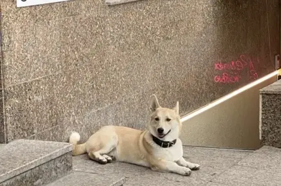 Найдена собака, ул. Малыгина 90, Тюмень