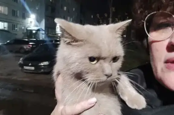 Кошка найдена: ул. Шагова, 195, Кострома