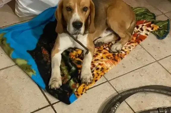 Собака найдена в Большаково, Челябинск