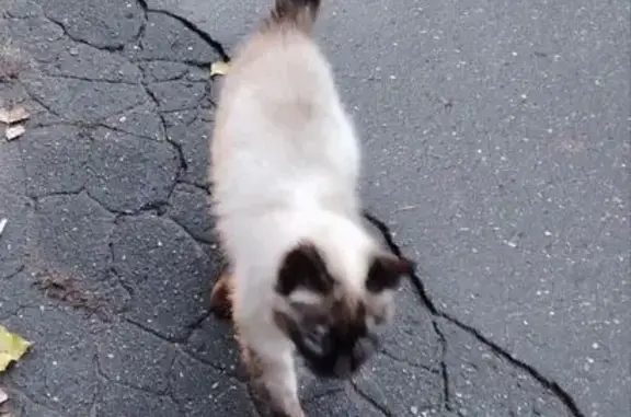 Найдена кошка, Бронницы, фото: Кошка найдена: Пионерский пер., Бронницы