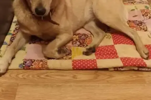 Найдена собака, Челябинск, фото: Светло-рыжая собака найдена на Комсомольском