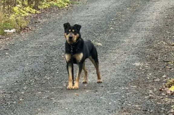 Найдена собака, Московская область, фото: Собака найдена в КП Шадрино, МО