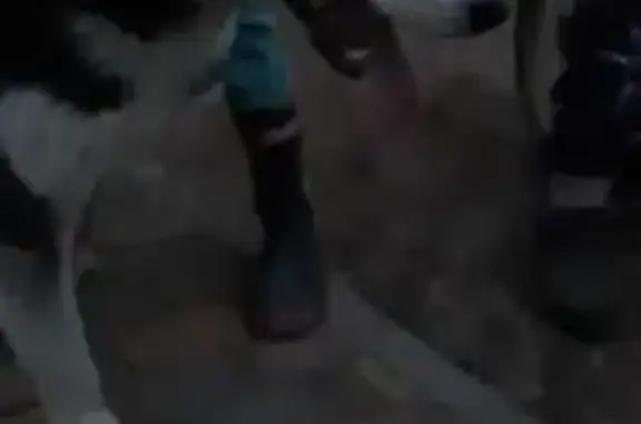 Найдена собака, Сухой Лог, фото: Хаски найден на Нагорной ул., Сухой Лог