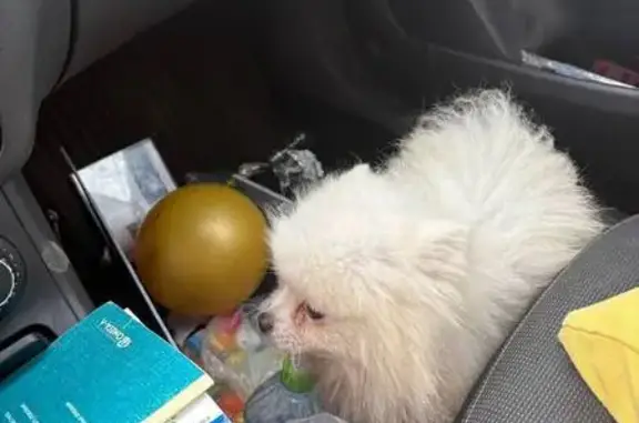 Найдена собака, Санкт-Петербург, фото: Найден белый шпиц, Волхонское шоссе, 82