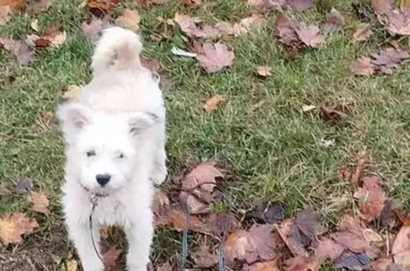 Пропала собака, ул. Гая, 13, Минск
