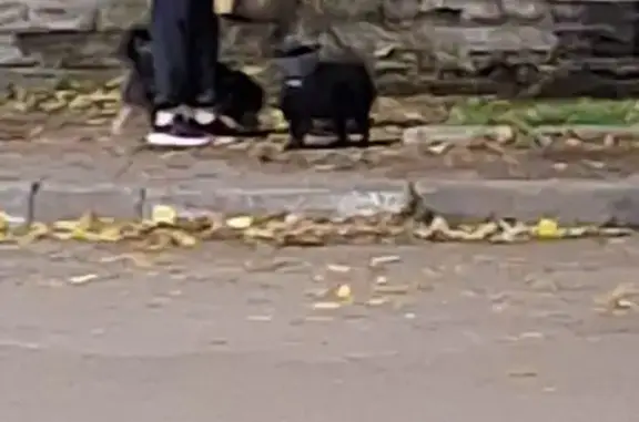 Найдена собака, Ростов-на-Дону, фото: Шпиц найден: 1-я Баррикадная, 18, Ростов