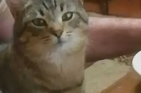 Пропал кот, ул. Кутузова, д. 111, Тула