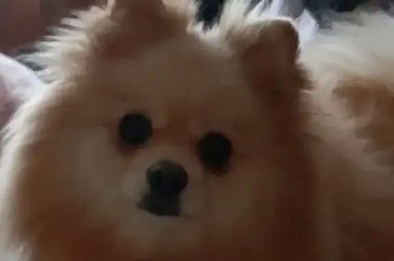 Собаки потеряшки, Калининград, фото: Потеряшка собака, Красная ул. 234, Калининград