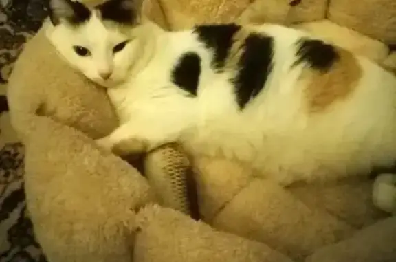 Кошки потеряшки, Таганрог, фото: Потеряшка кошка, Инициативная 76, Таганрог