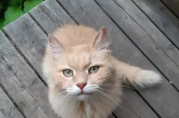 Пропал кот Муся, Бабенки-1, Москва