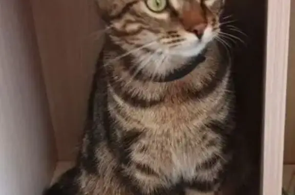 Пропала кошка, ул. Ярославского, 132Р