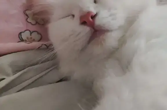 Кошки потеряшки, Тверская область, фото: Потеряшка кошка, Тверь, Тверская обл.