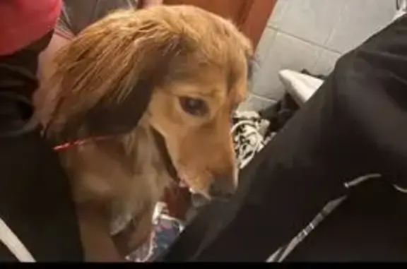 Найдена собака, , фото: Сургут: найдена собака с купированным хвостом