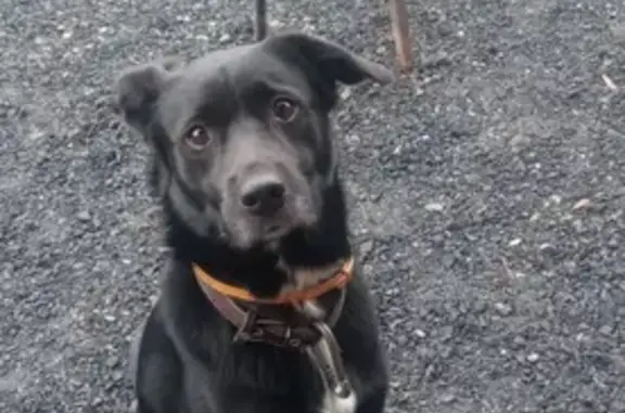 Пропала собака, Садовая ул., 4, Шимск