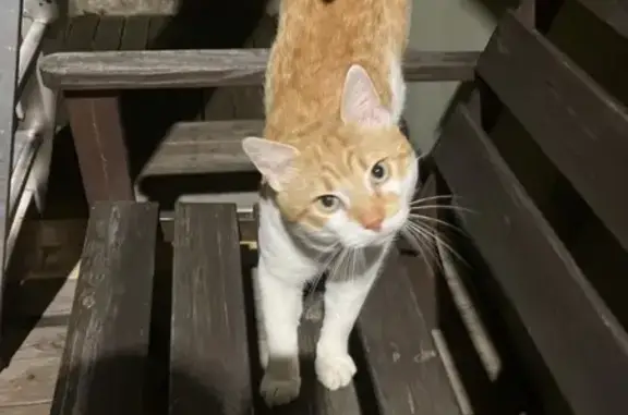 Найдена кошка, Ленинградская область, фото: Кошка найдена в Мгинском поселении