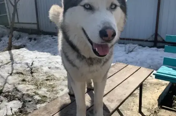 Пропала собака, Охотная ул., Саратов