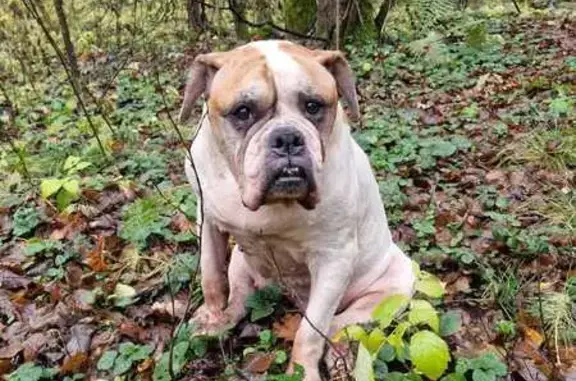 Найдена собака, Московская область, фото: Собака найдена в лесу, Нахабино, МО