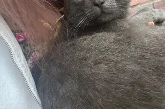 Пропала кошка, пр-т Мира 69, Омск