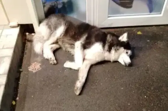 Найдена собака, Тольятти, фото: Лайка найдена у Магнита, ул. Победы 51