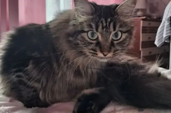 Кошки потеряшки, Асино, фото: Потеряшка кошка, Болотная 3, Асино