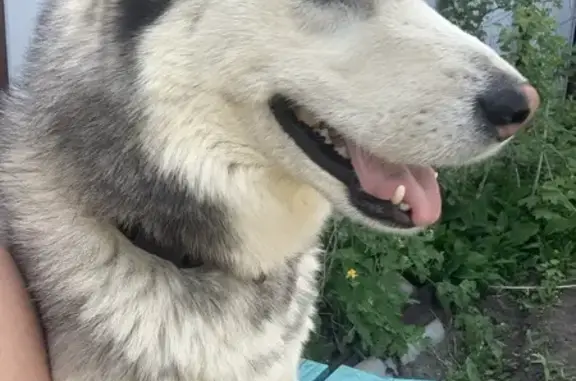 Собаки потеряшки, Саратов, фото: Потеряшка собака, Охотная ул., Саратов