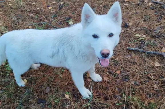 Найден пес в районе Телеши, 66Н-1815