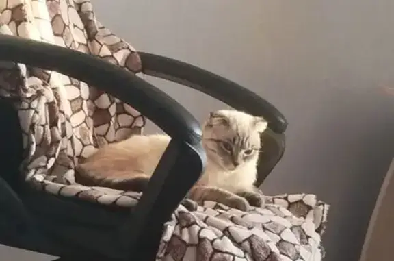 Кошки потеряшки, Томск, фото: Потеряшка кошка, ул. Лазо 19, Томск