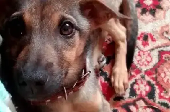 Пропала собака, Белгородская область