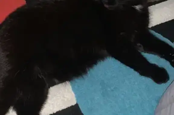 Пропала кошка, Полевая ул. 17, Корнево