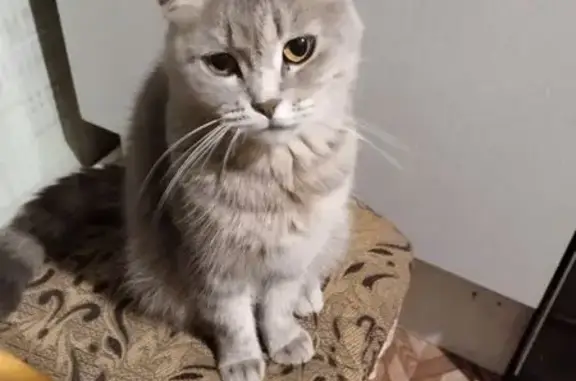 Пропала кошка Лапа, Ростовская 45