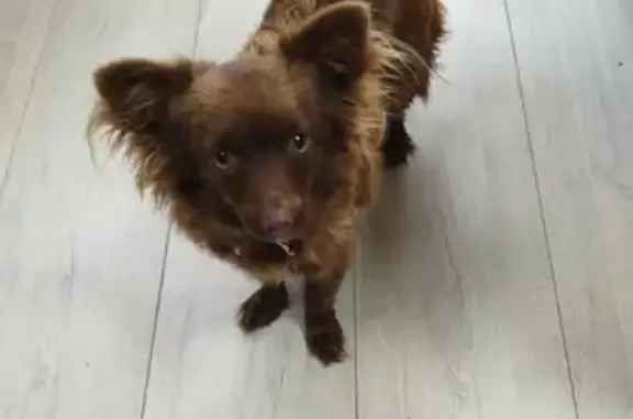 Собака найдена: Московский пр., 41 к1