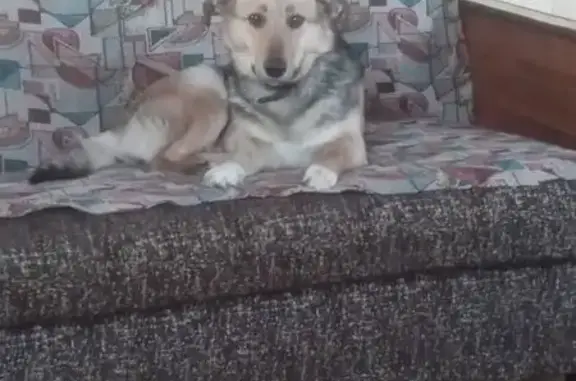 Пропала собака на ул. Танкистов, Челябинск